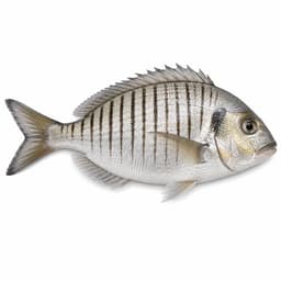 Mırmır (Striped Seabream)