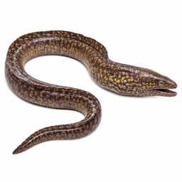 Müren (Mediterranean Moray)