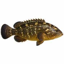 Orfoz (Dusky Grouper)