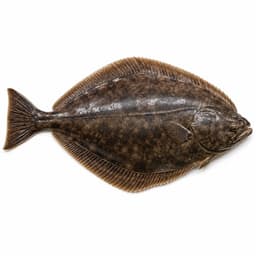 Pasifik Pisisi (Pacific Halibut)