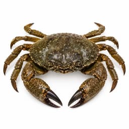 Pavurya (Yengeç) (Warty Crab)