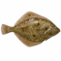 Pisi (European Plaice)