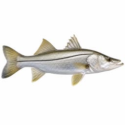 Robalo (Common Snook)