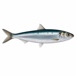 Sardalya (Sardine)