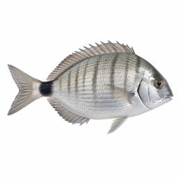 Sargoz (White Seabream)
