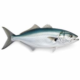 Sarıkanat (Medium Bluefish)