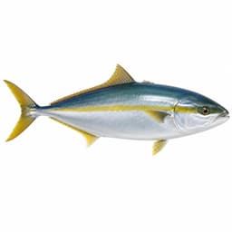 Sarıkuyruk (Gofa) (Greater Amberjack)