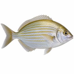 Sarpa (Salema)