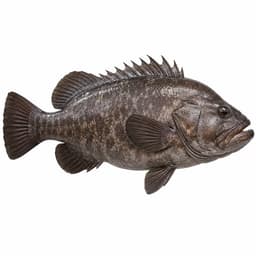 Sokar (Vahoz) (Wreckfish)
