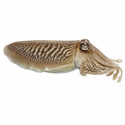 Sübye (Common Cuttlefish)