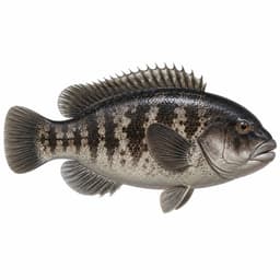 Tautog (Tautog)