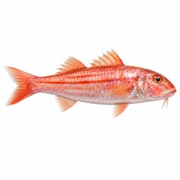 Tekir (Striped Red Mullet)