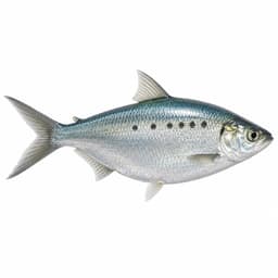 Tirsi (Twaite Shad)