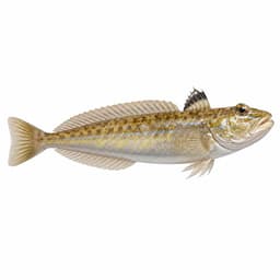 Trakonya (Greater Weever)