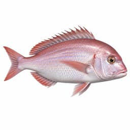 Trança (Pink Dentex)