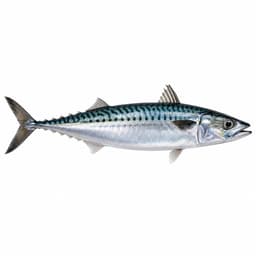 Uskumru (Atlantic Mackerel)