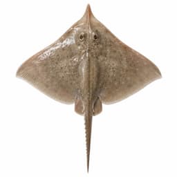 Vatoz (Thornback Ray)
