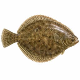 Yaz Pisisi (Summer Flounder (Fluke))