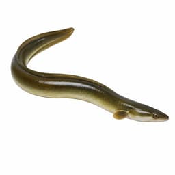 Yılan Balığı (European Eel)
