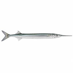 Zargana (Garfish)